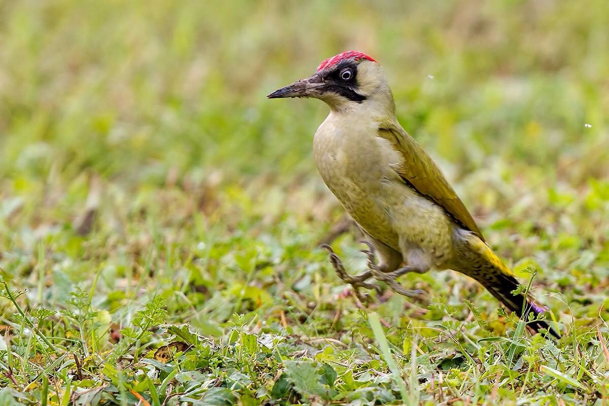 Eurasian Green Woodpecker - Ciro De Simone