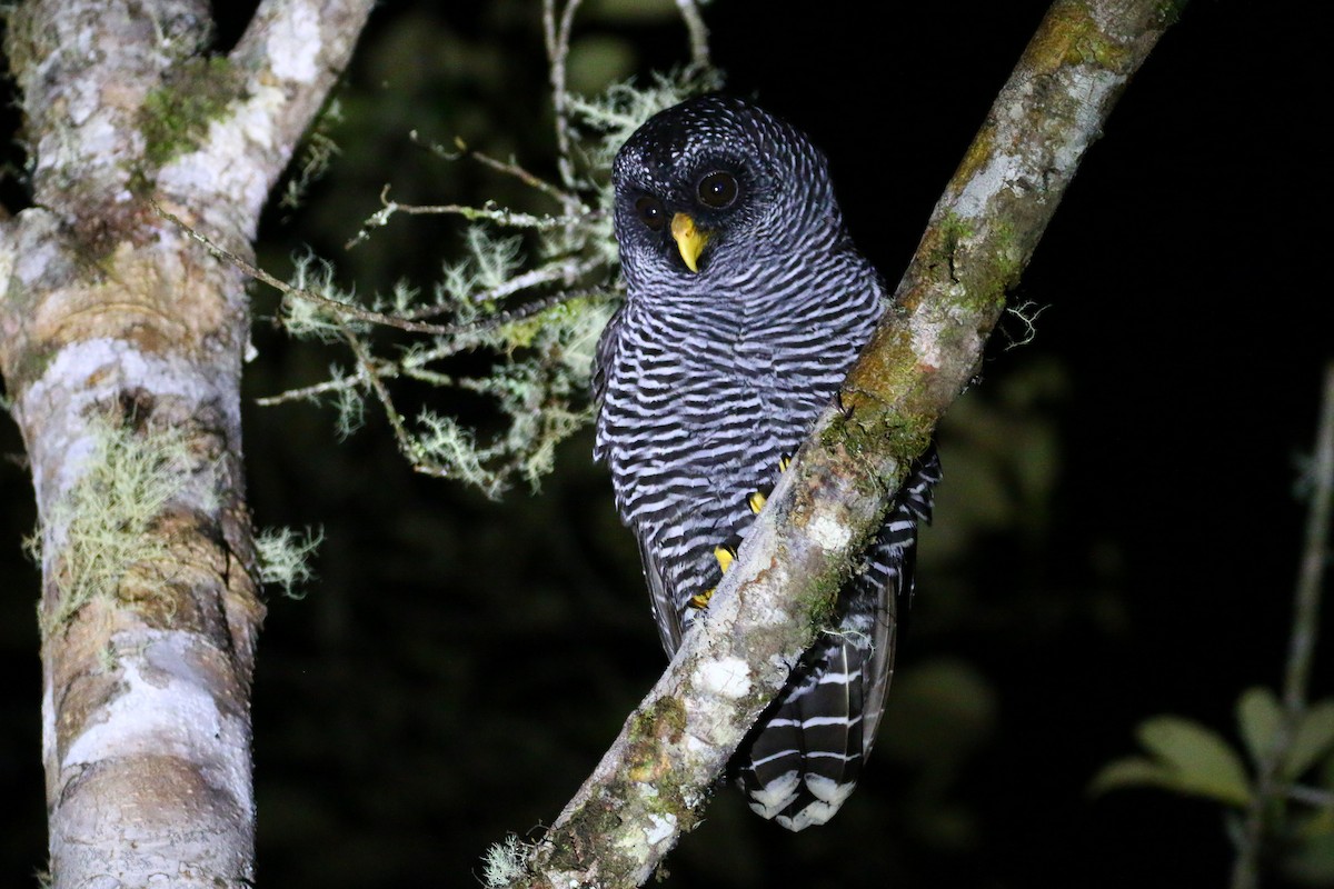 Black-banded Owl (San Isidro) - ML70856301