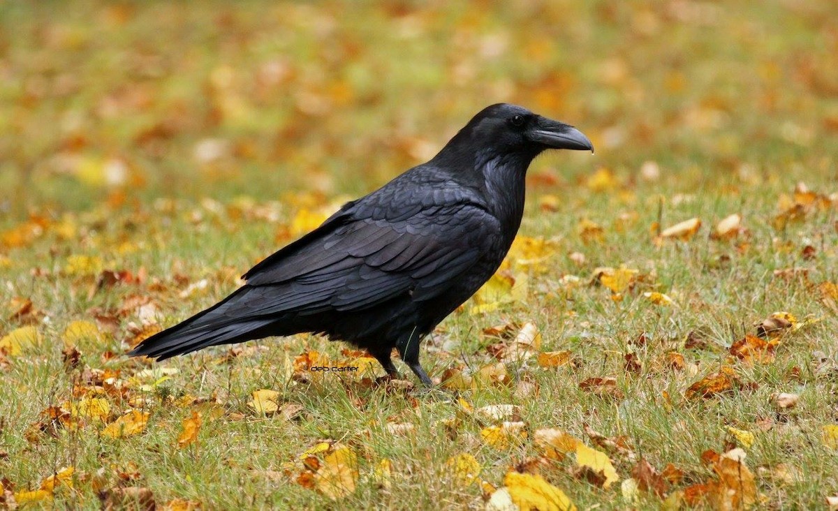 Common Raven - Deb Carter