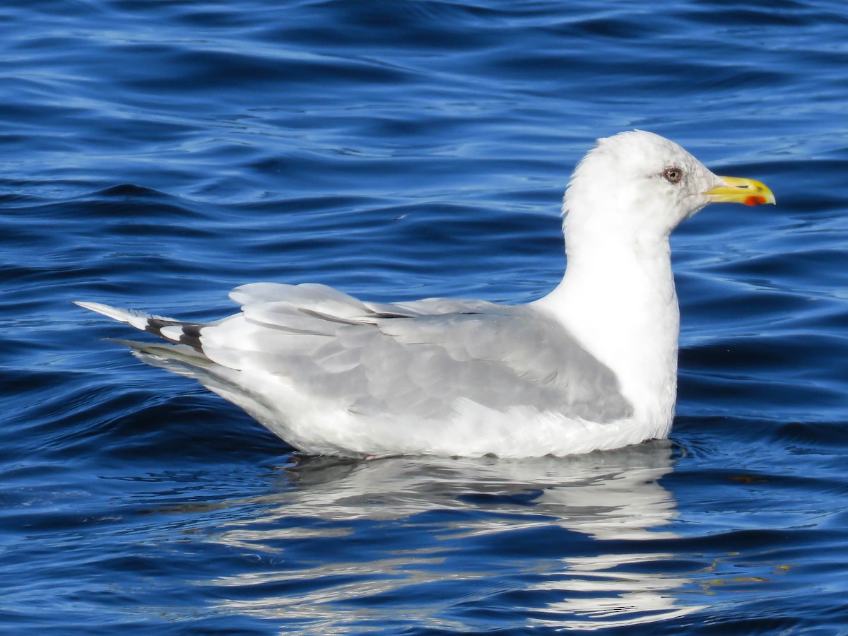 Iceland Gull (Thayer's) - Blair Dudeck