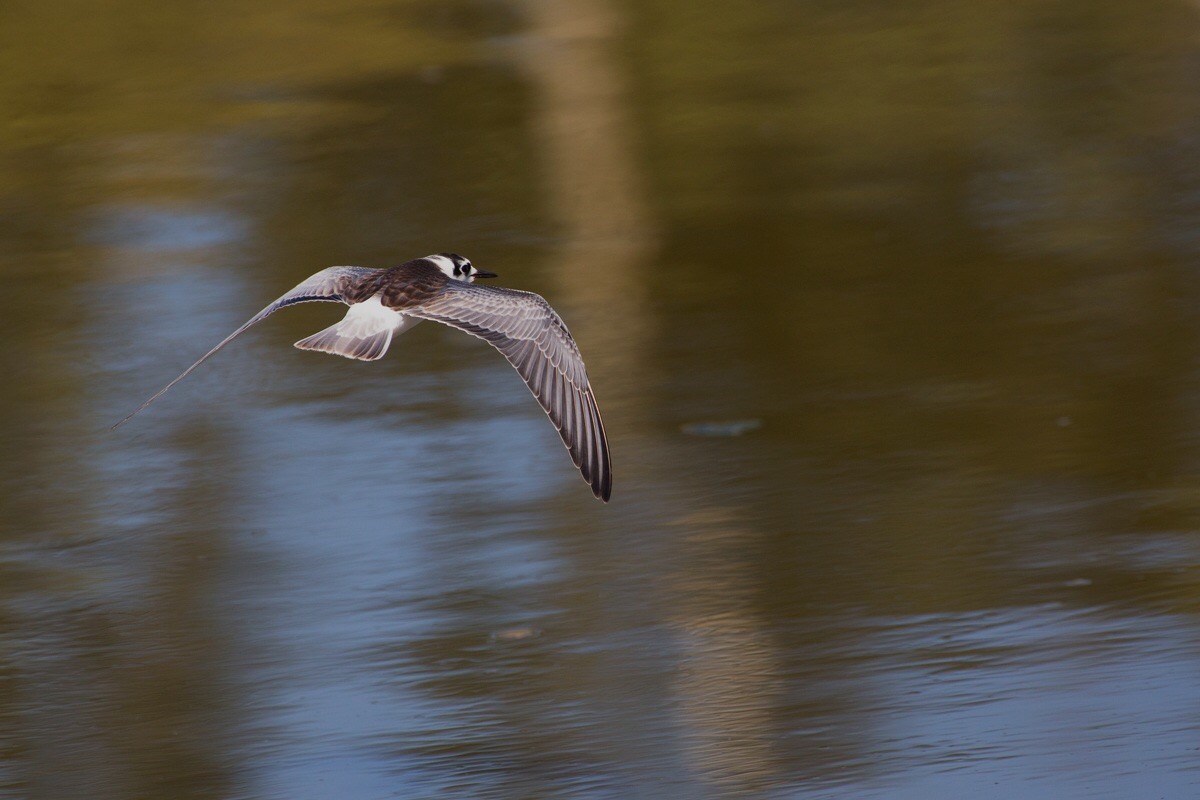 White-winged Tern - Ciro De Simone
