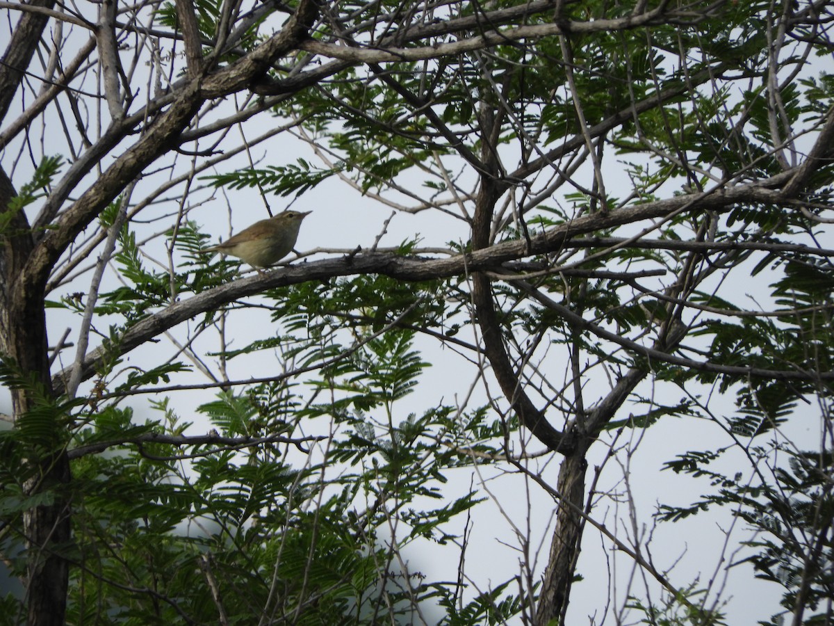 Greenish Warbler - Prashanth N S