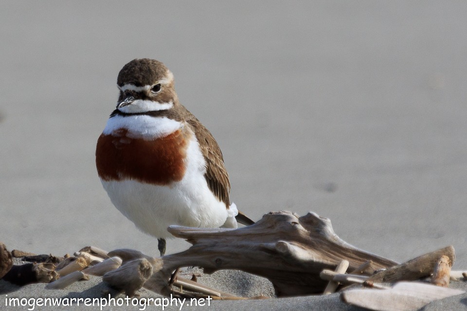 Double-banded Plover - ML70862731