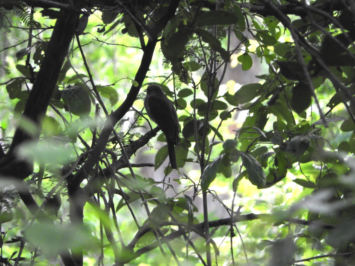 Gray-bellied Cuckoo - Prashanth N S