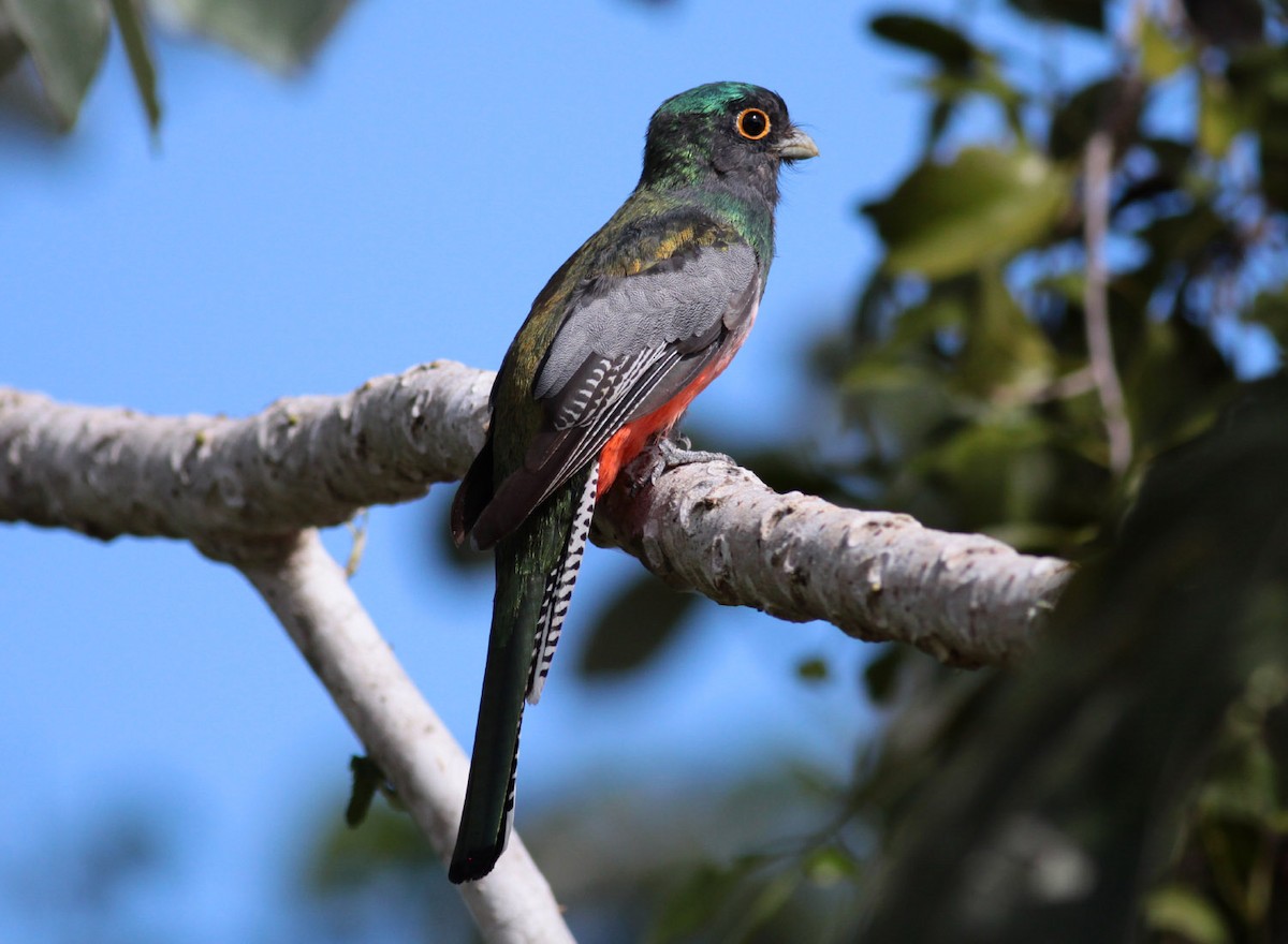 Blue-crowned Trogon - Michael Todd