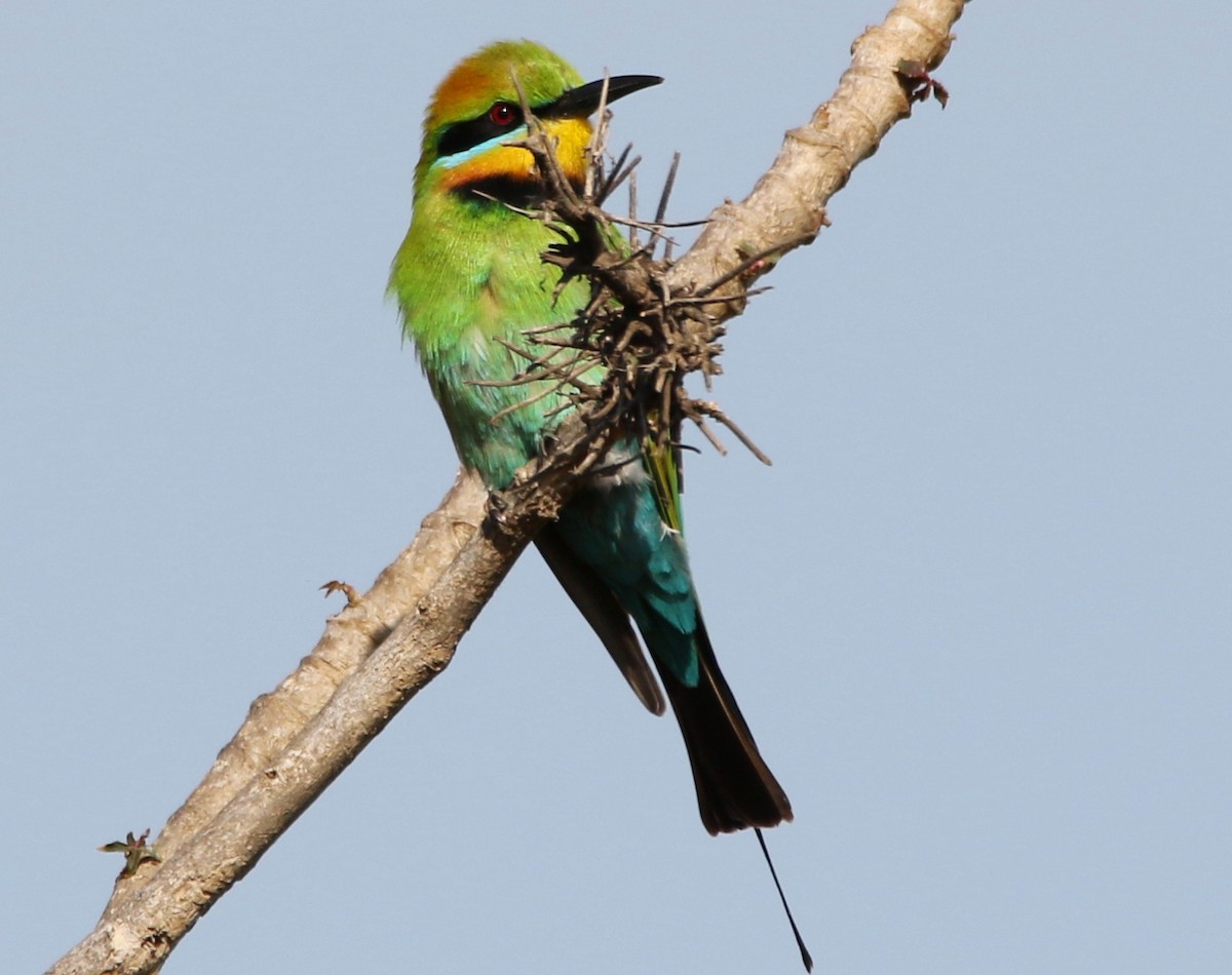 Rainbow Bee-eater - Thalia and Darren Broughton
