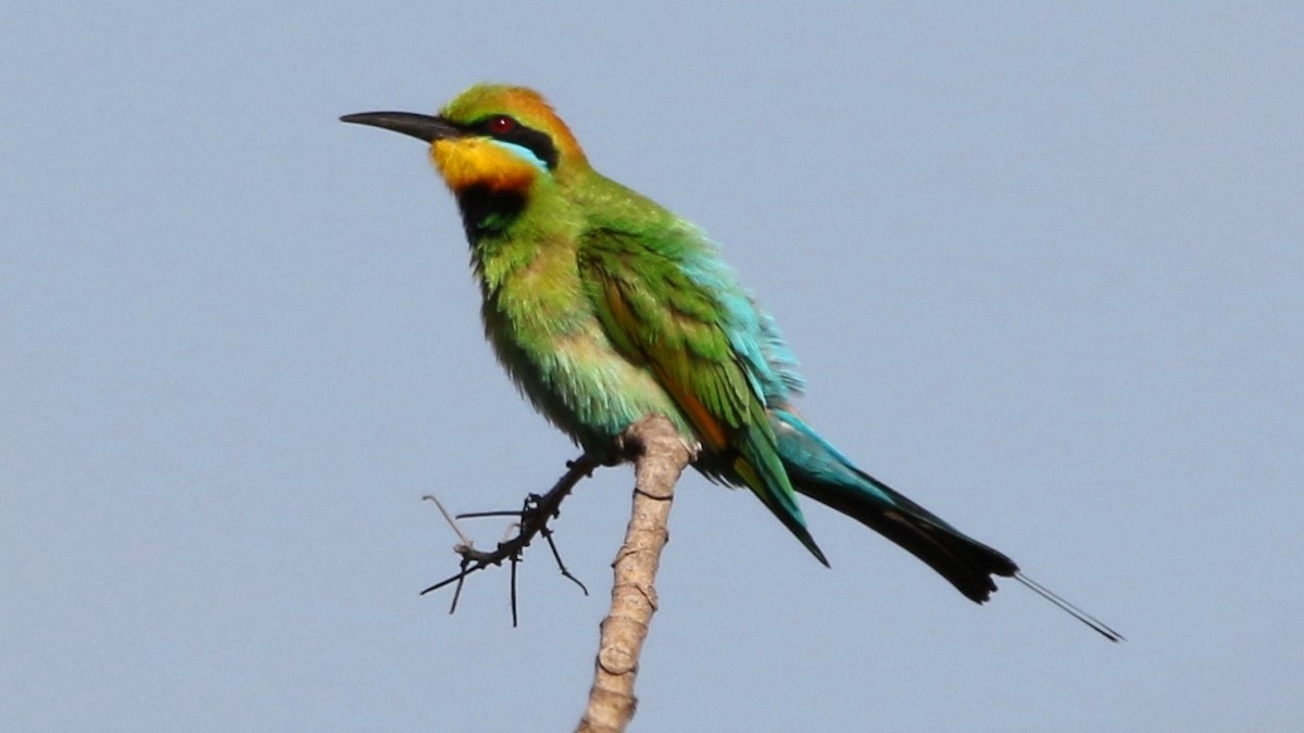Rainbow Bee-eater - Thalia and Darren Broughton