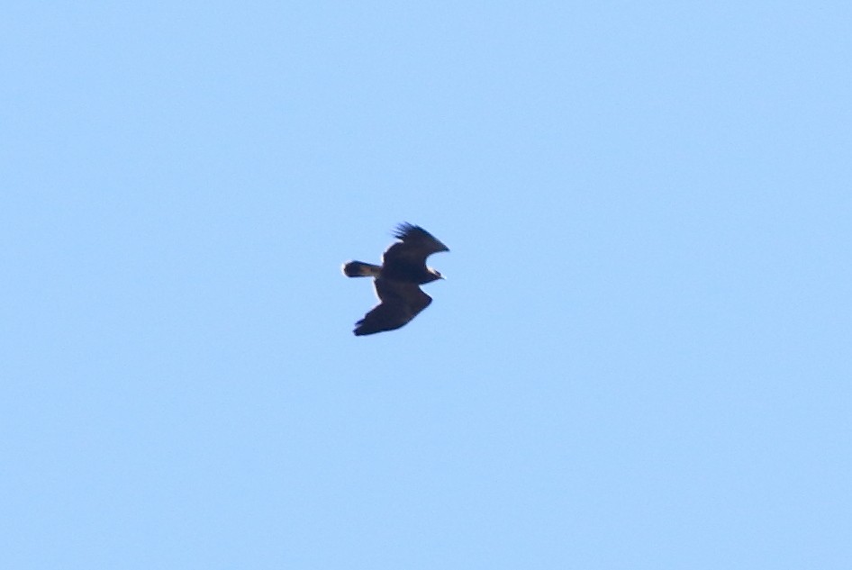 Lesser Spotted Eagle - ML70867031