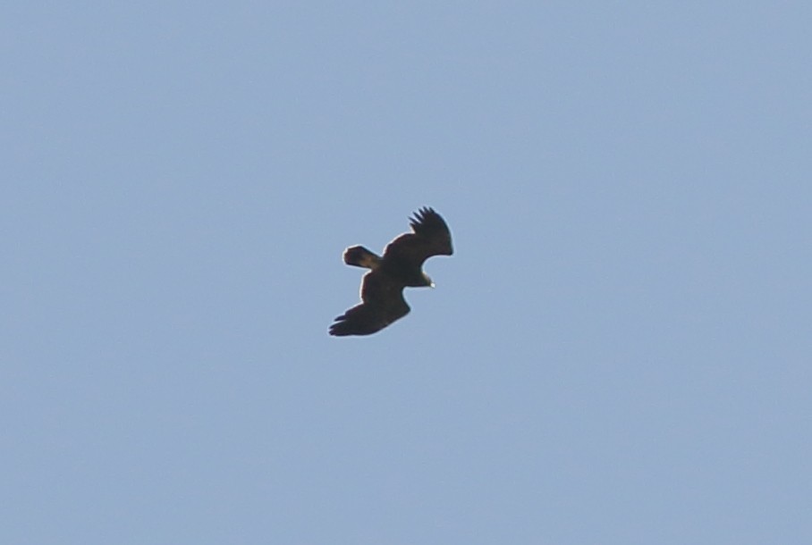 Lesser Spotted Eagle - Sérgio Correia