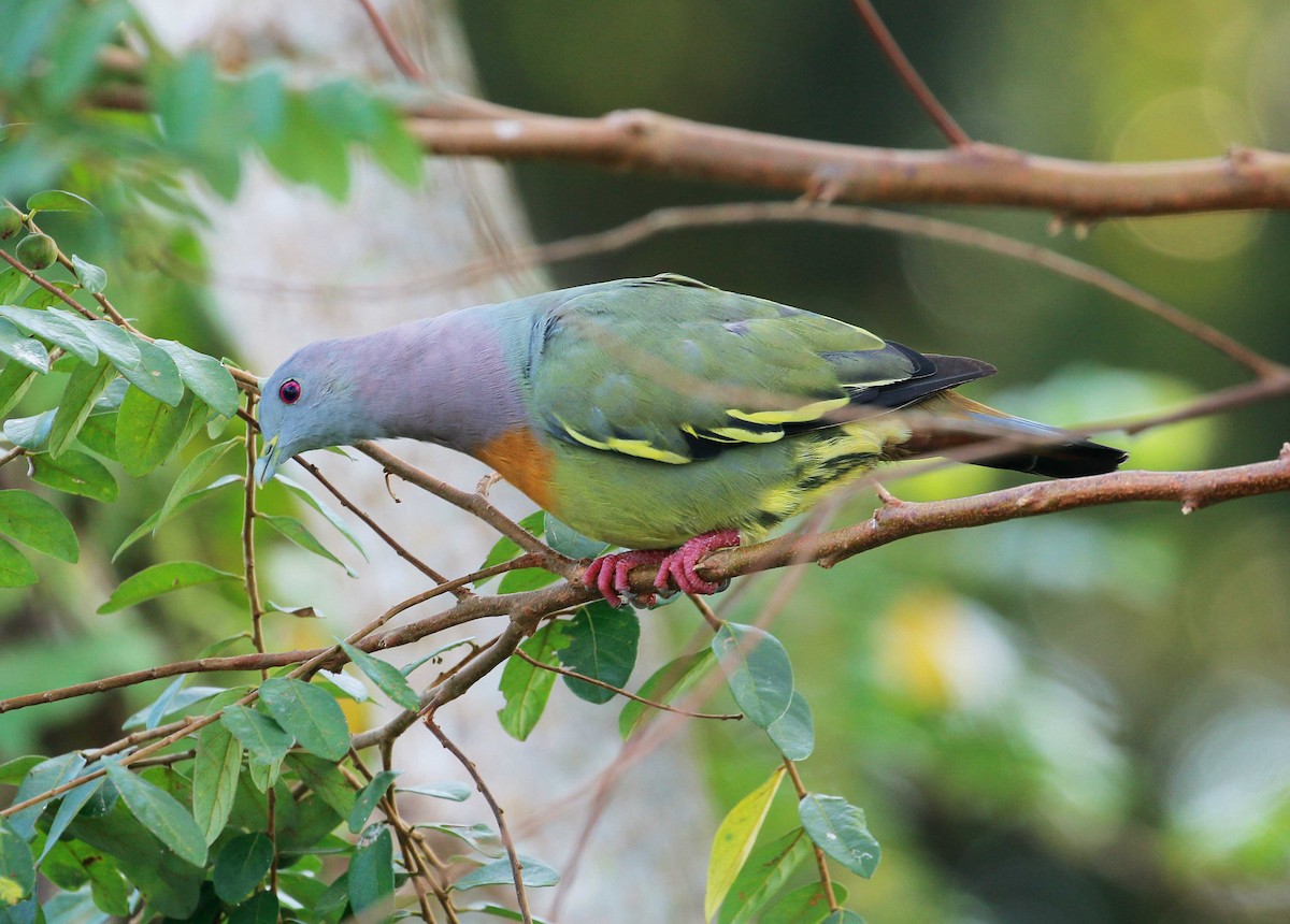 Pink-necked Green-Pigeon - ML70869451