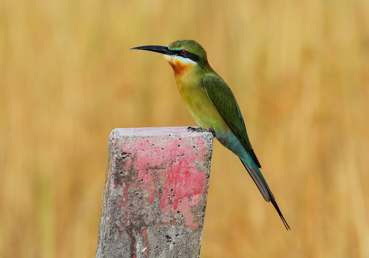 Blue-tailed Bee-eater - ML70869501