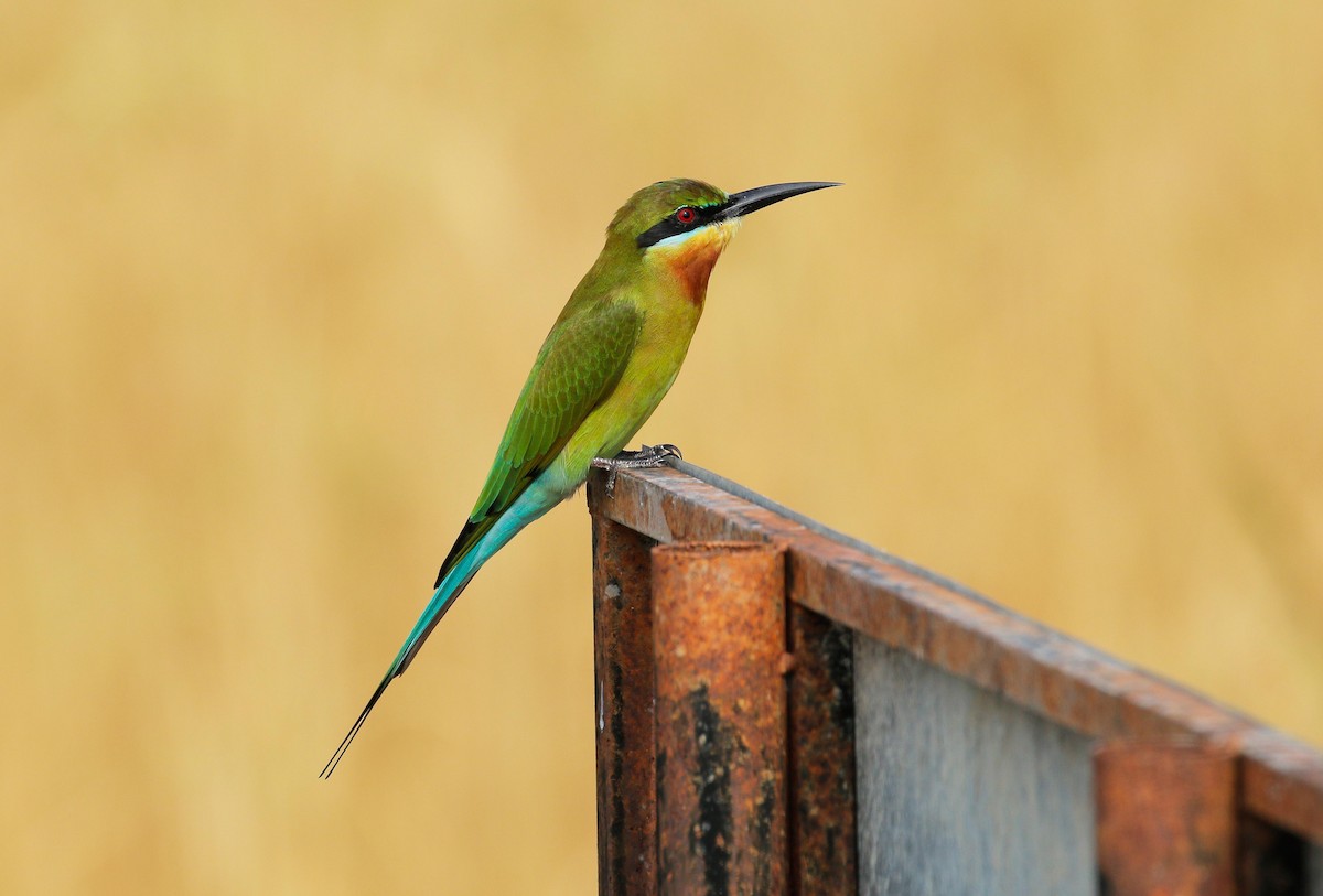 Blue-tailed Bee-eater - ML70869511