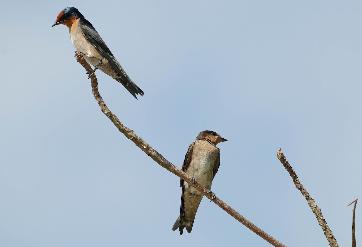 Pacific Swallow - ML70869561