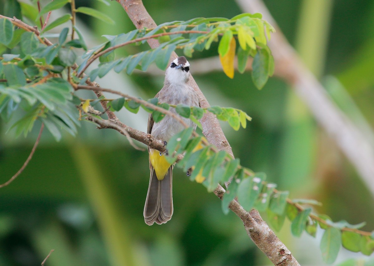 Yellow-vented Bulbul - Neoh Hor Kee