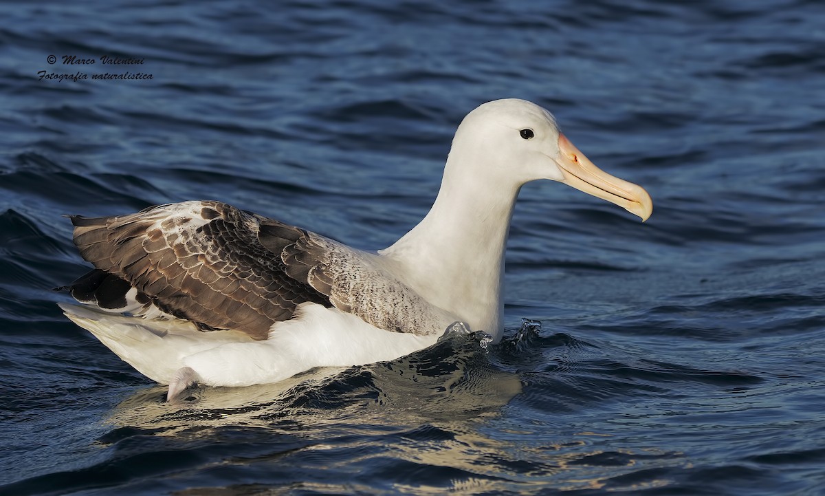 Southern Royal Albatross - Marco Valentini