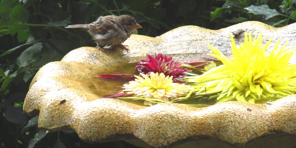 House Sparrow - CLI Birding