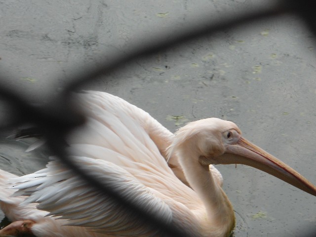 Great White Pelican - Vinayak Patel
