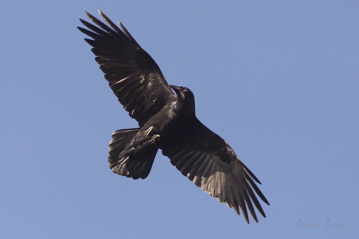 Common Raven - Lucien Lemay