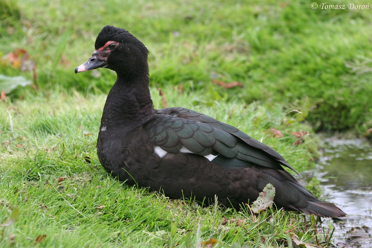 Muscovy Duck (Domestic type) - Tomasz Doroń