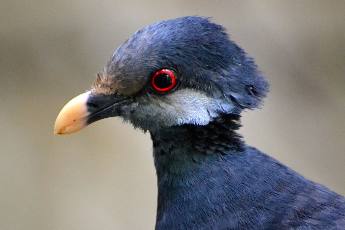 Thick-billed Ground-Pigeon - JONATHAN BEILBY