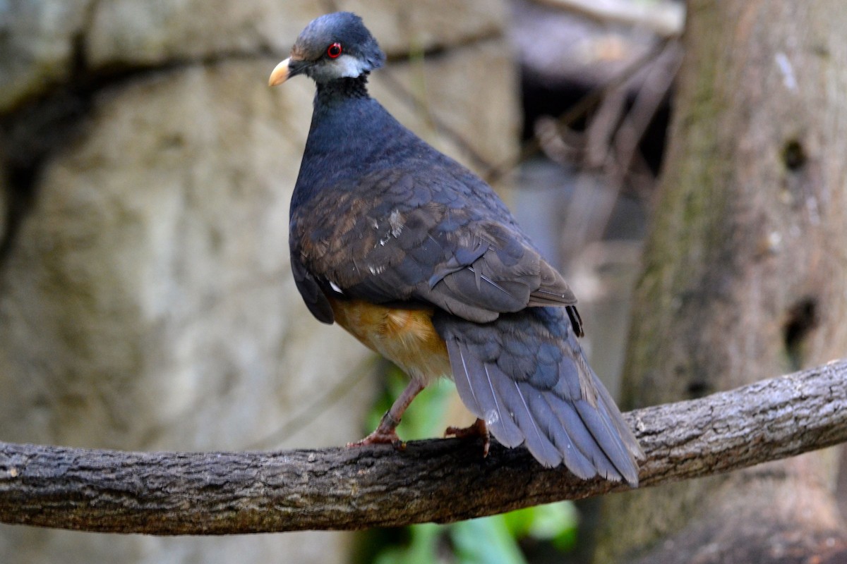 Thick-billed Ground-Pigeon - JONATHAN BEILBY