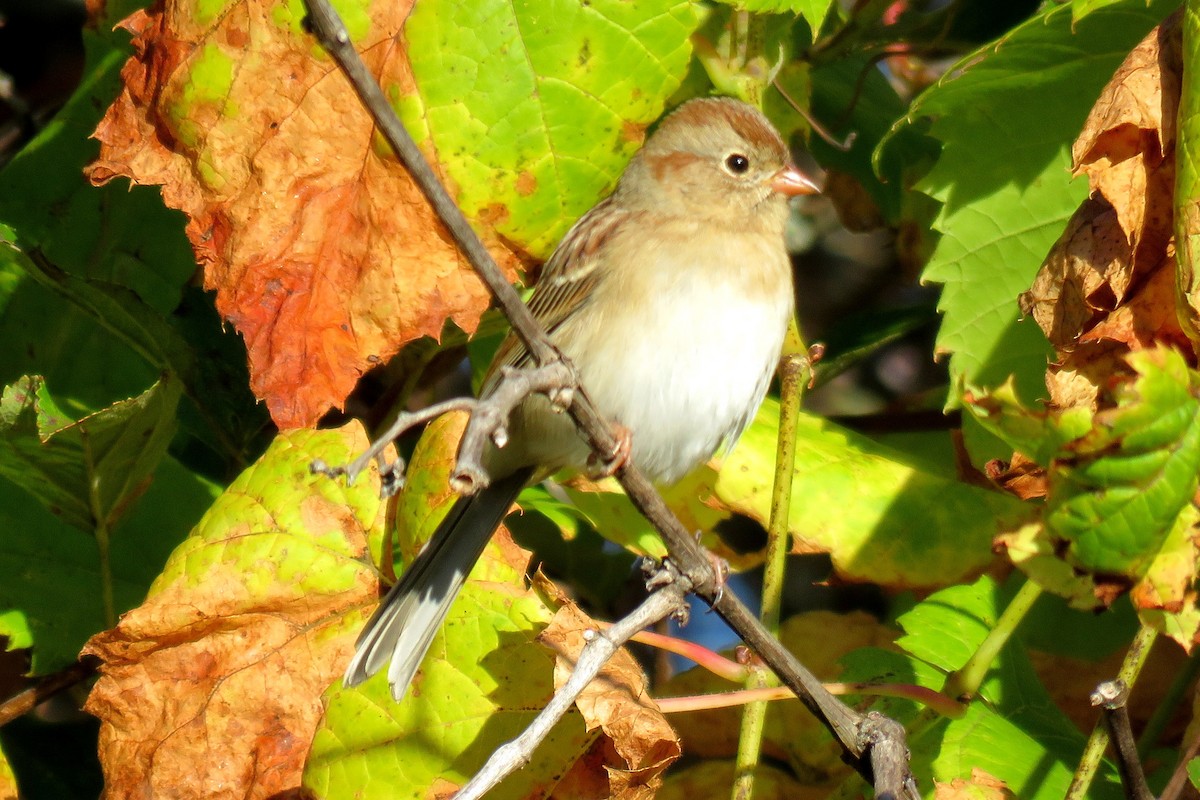 Field Sparrow - Matt Kelly