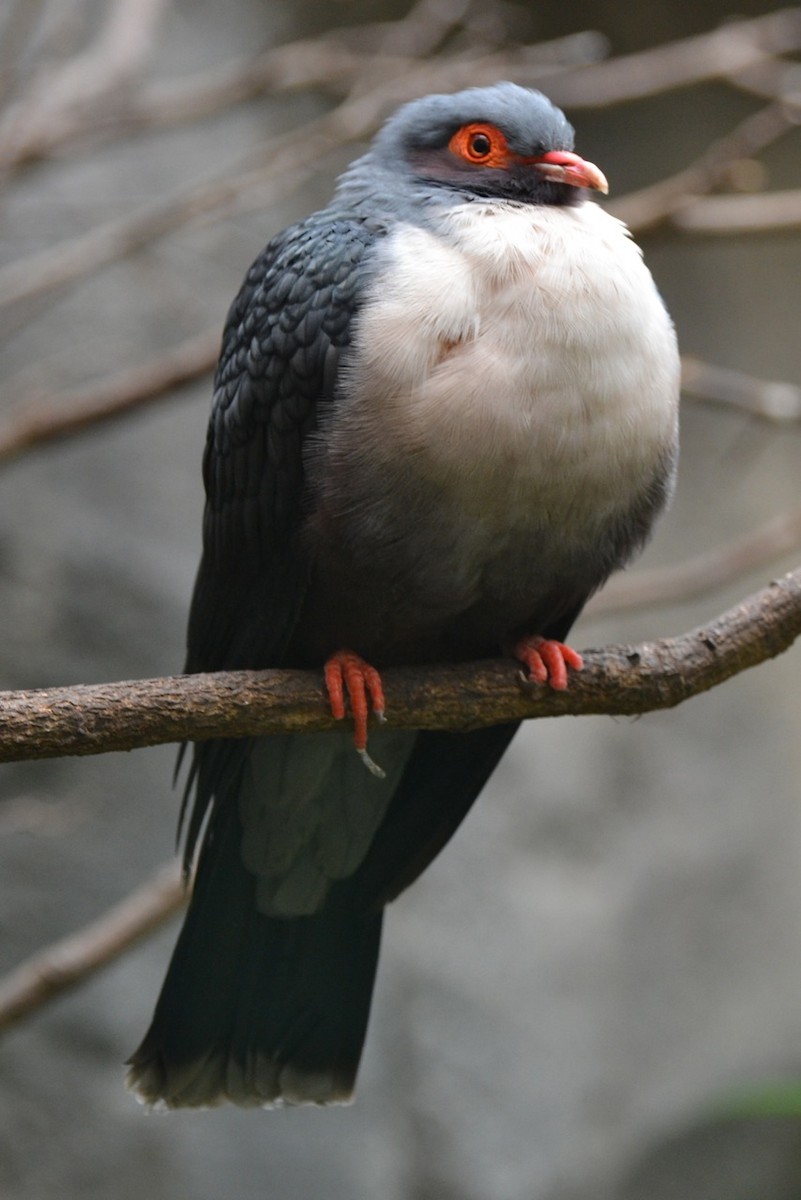Papuan Mountain-Pigeon - JONATHAN BEILBY
