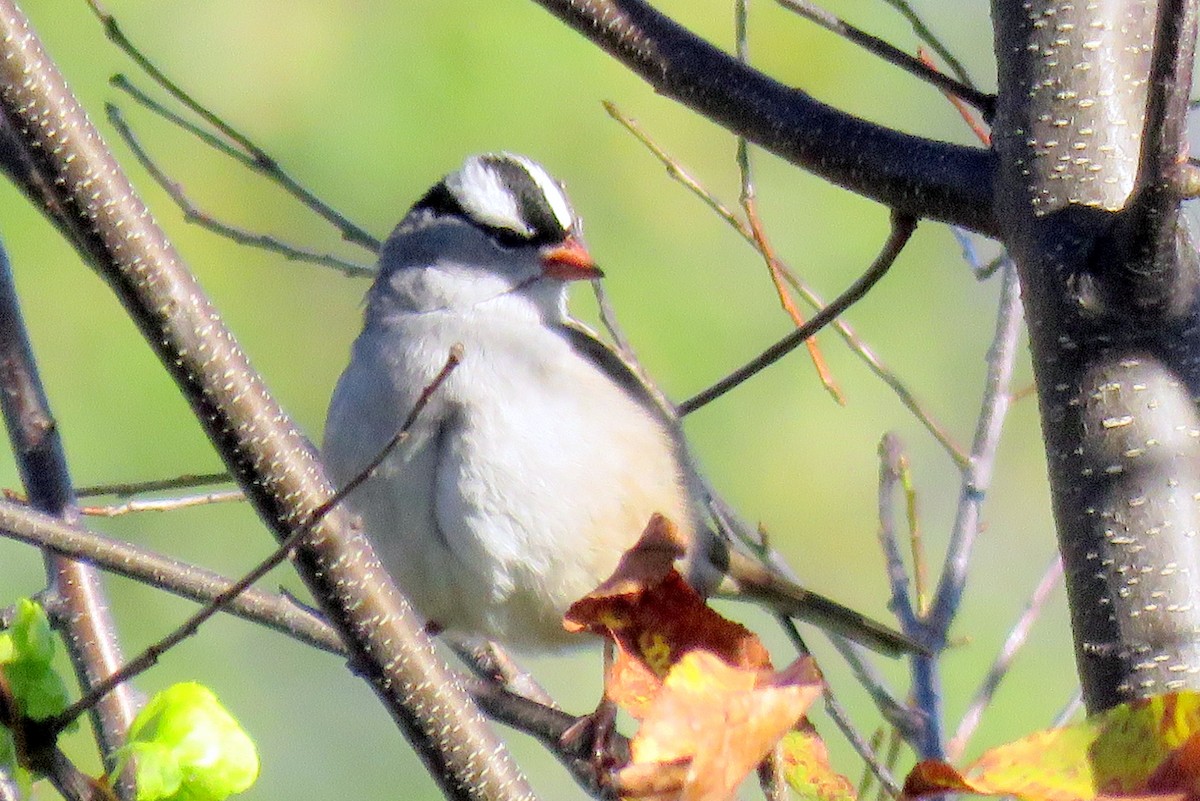 White-crowned Sparrow - ML70873111