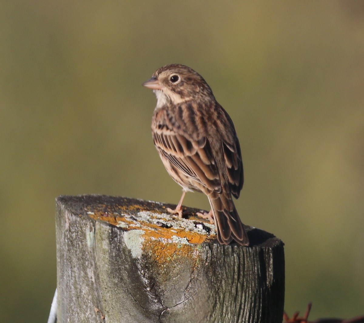 Vesper Sparrow - David Carr