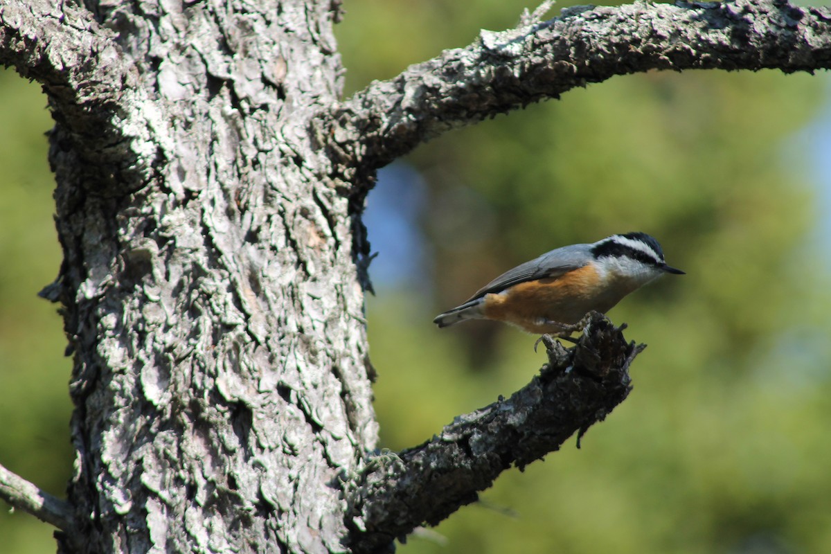 Red-breasted Nuthatch - Chuck Barnes