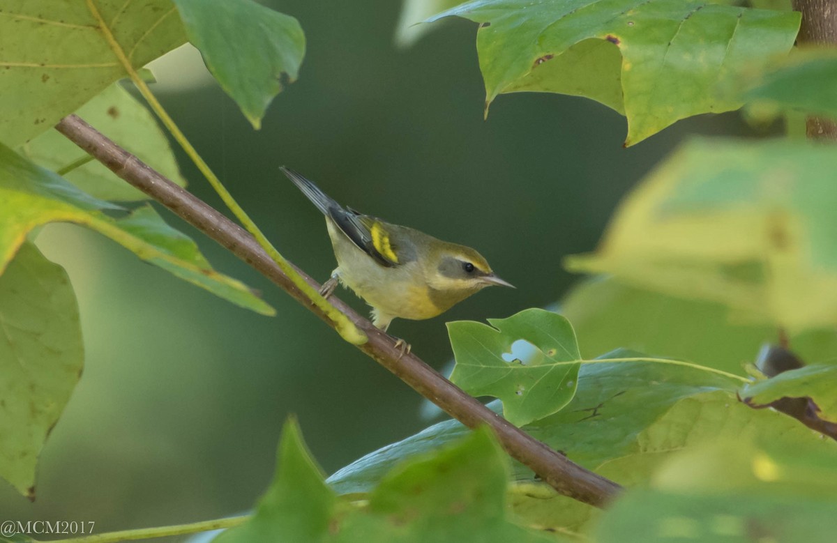 Lawrence's Warbler (hybrid) - Mary Catherine Miguez