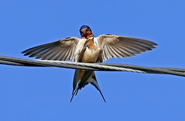 Barn Swallows copulating. - Barn Swallow - 