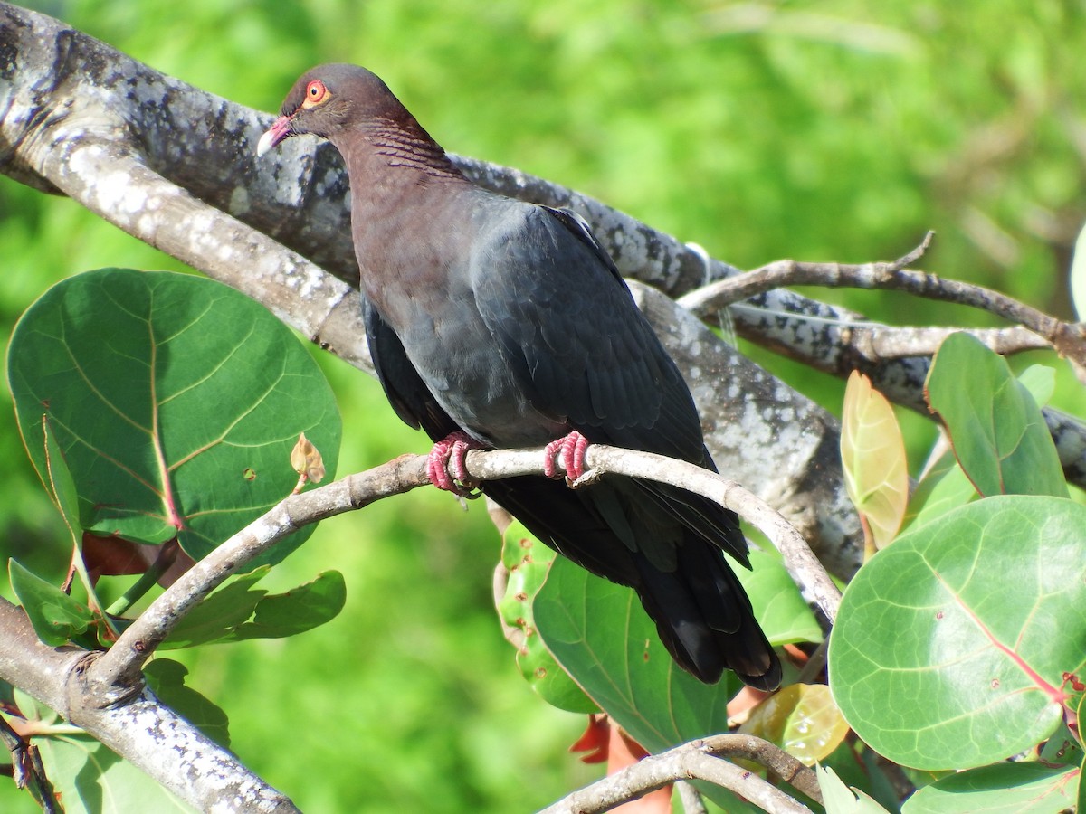 Scaly-naped Pigeon - ML70876671