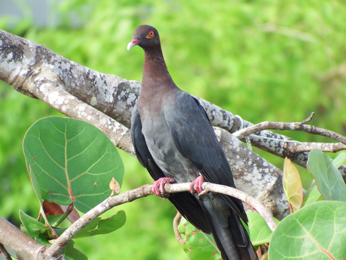 Scaly-naped Pigeon - ML70876711