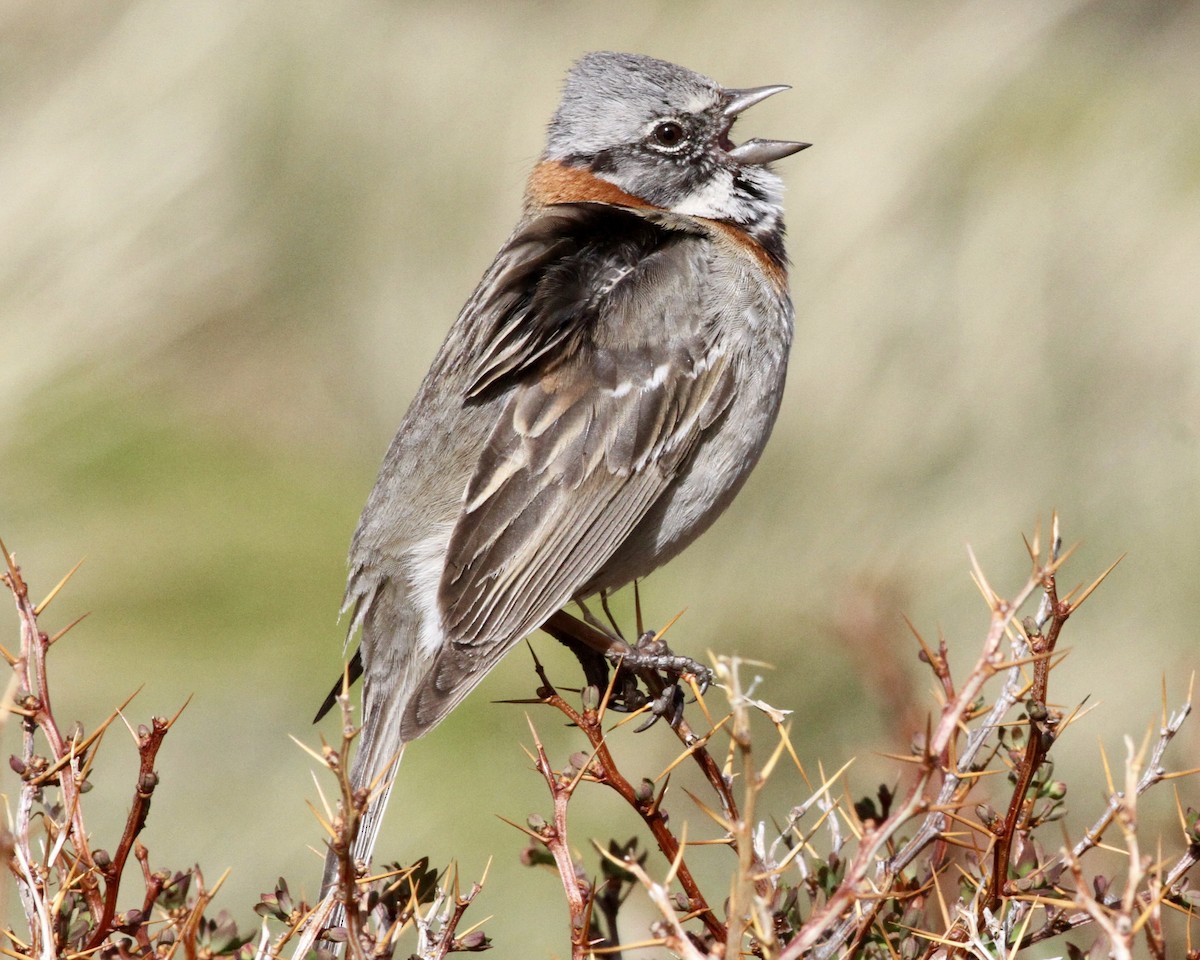 Rufous-collared Sparrow (Patagonian) - Sam Shaw