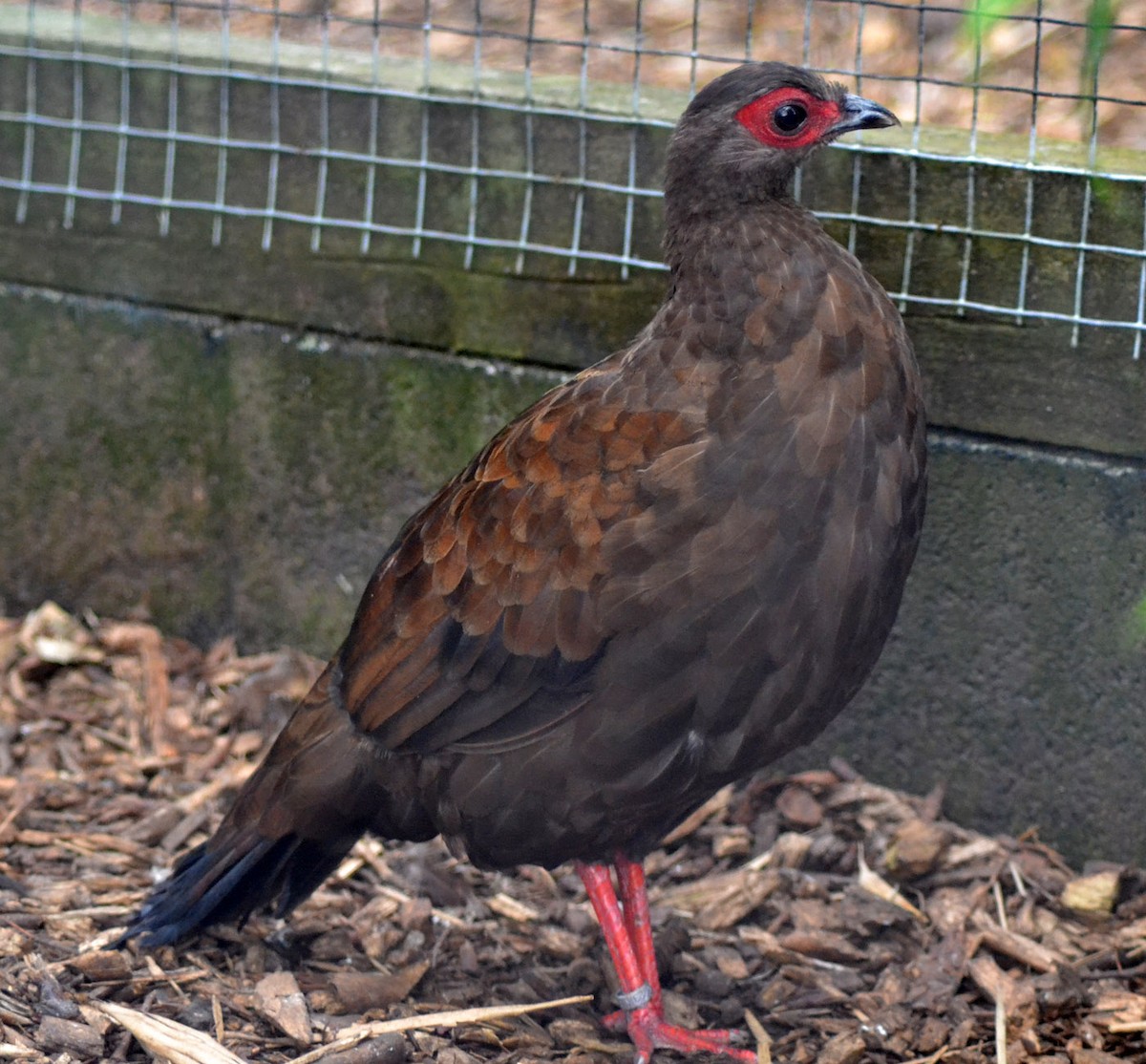 Edwards's Pheasant - A Emmerson