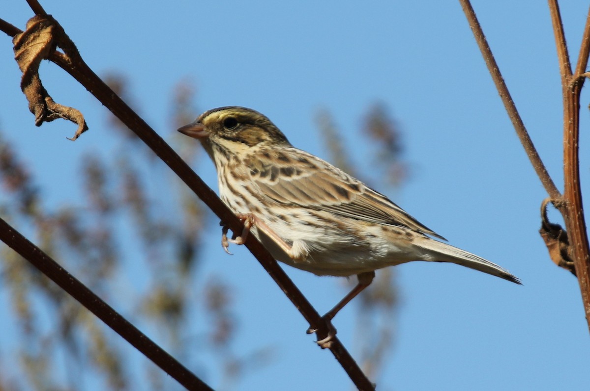 Savannah Sparrow - ML70879131