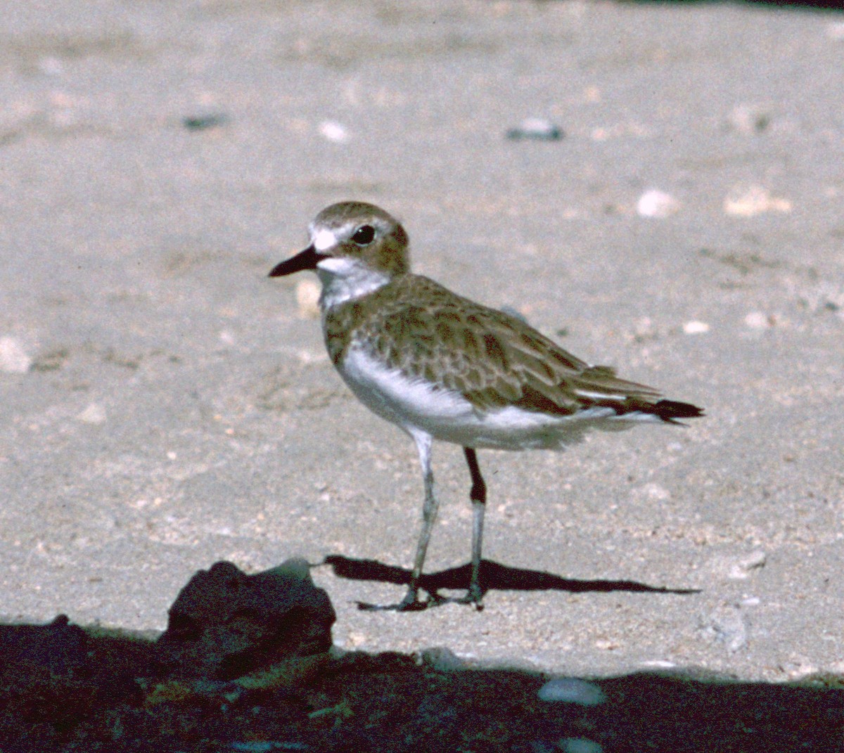 Greater Sand-Plover - Cliff Peterson
