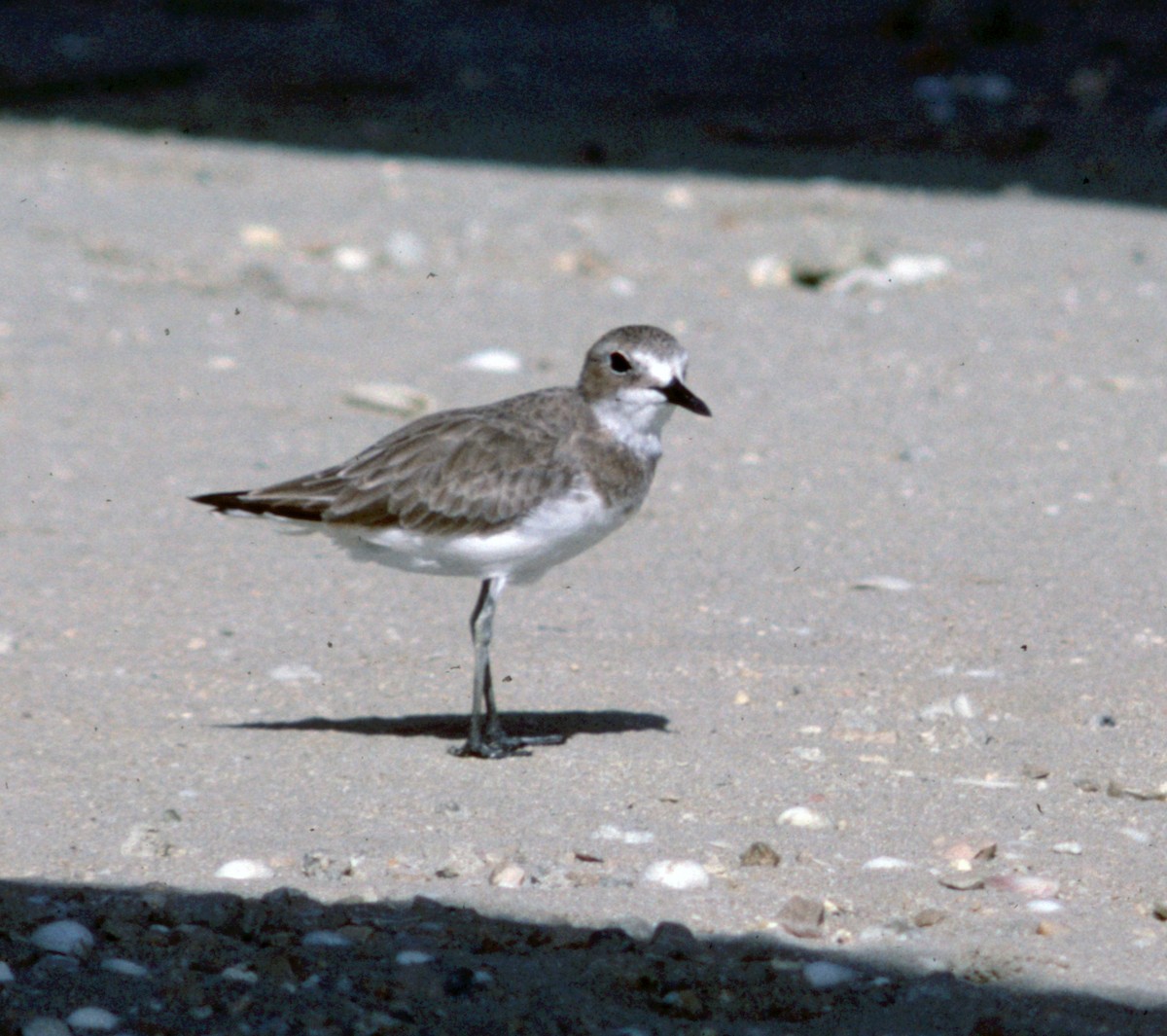 Greater Sand-Plover - Cliff Peterson