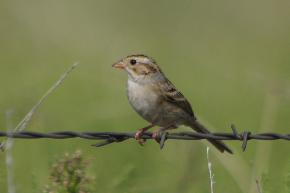 Clay-colored Sparrow - John Allendorf