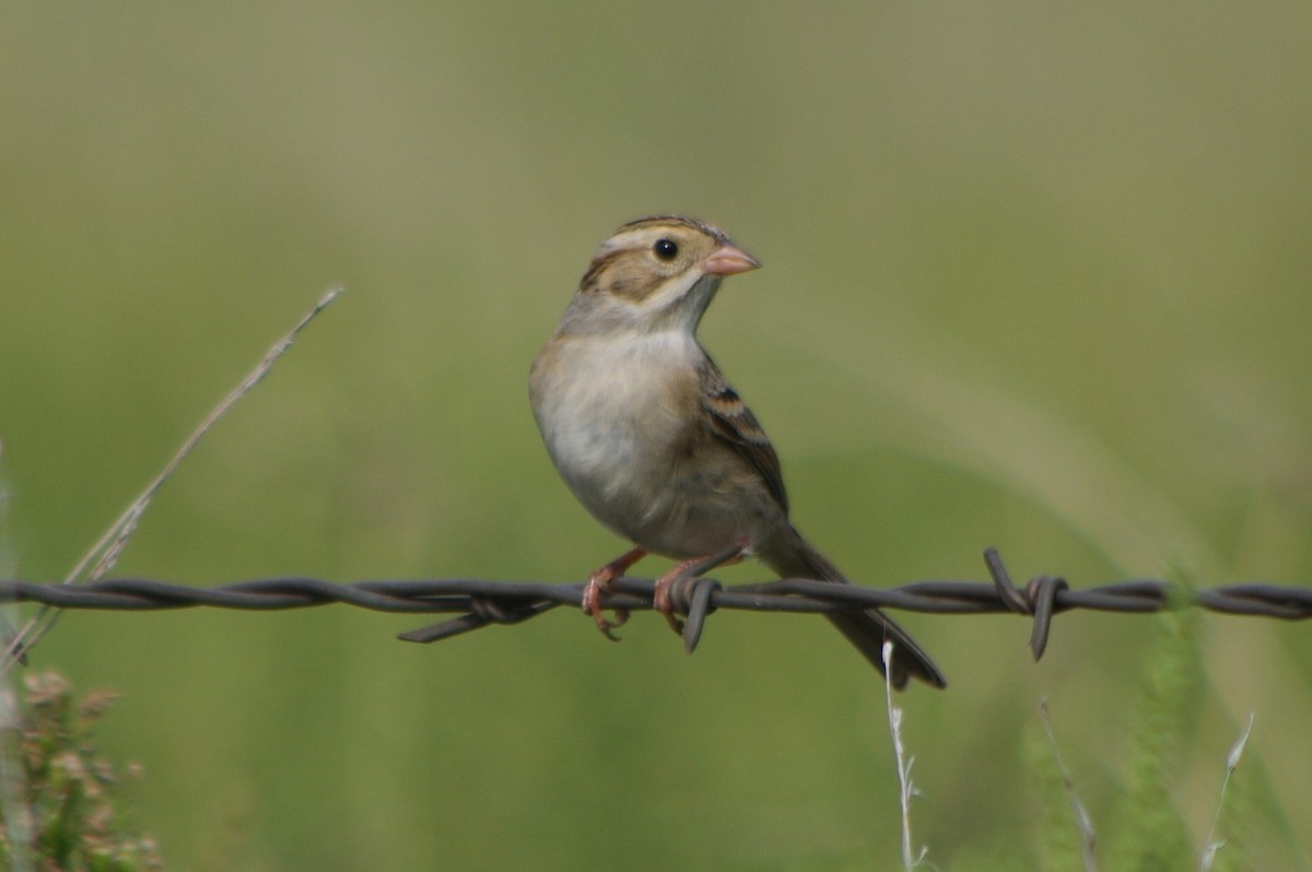 Clay-colored Sparrow - ML70879751
