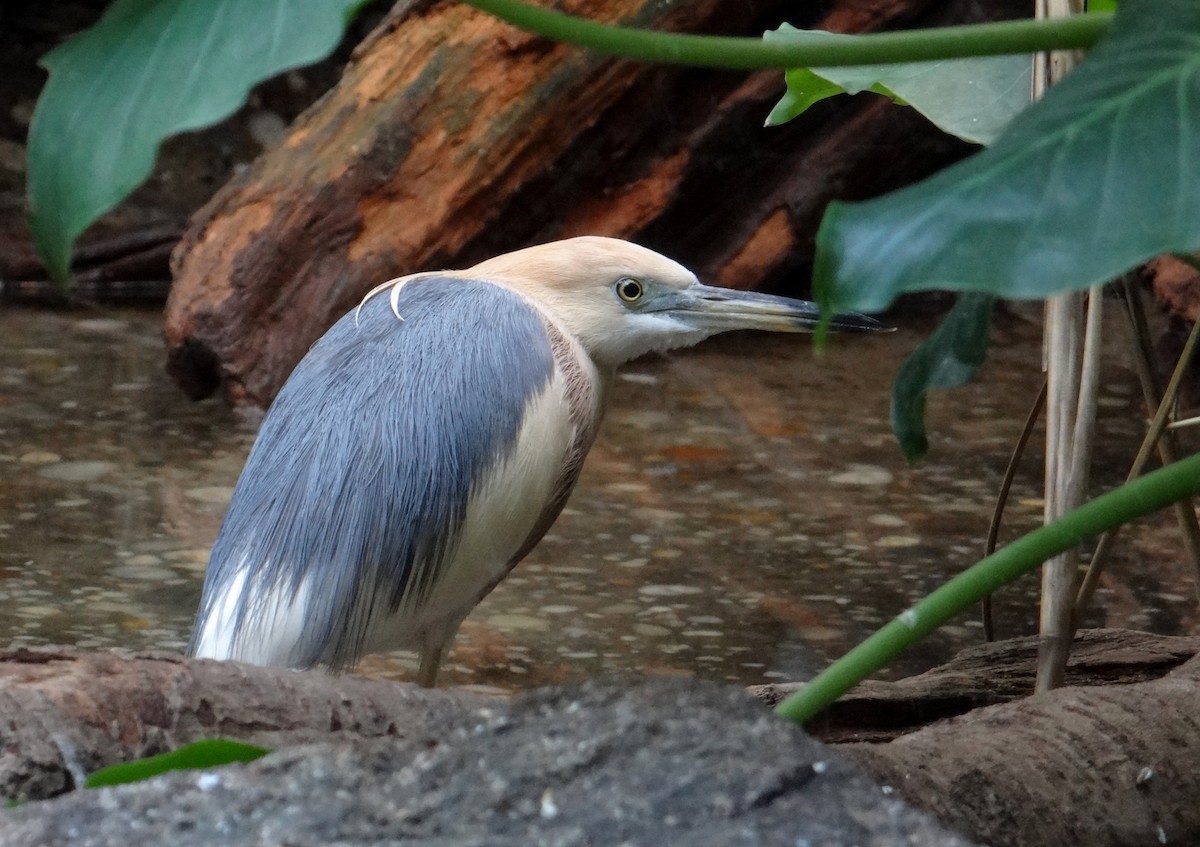 Javan Pond-Heron - marvin hyett