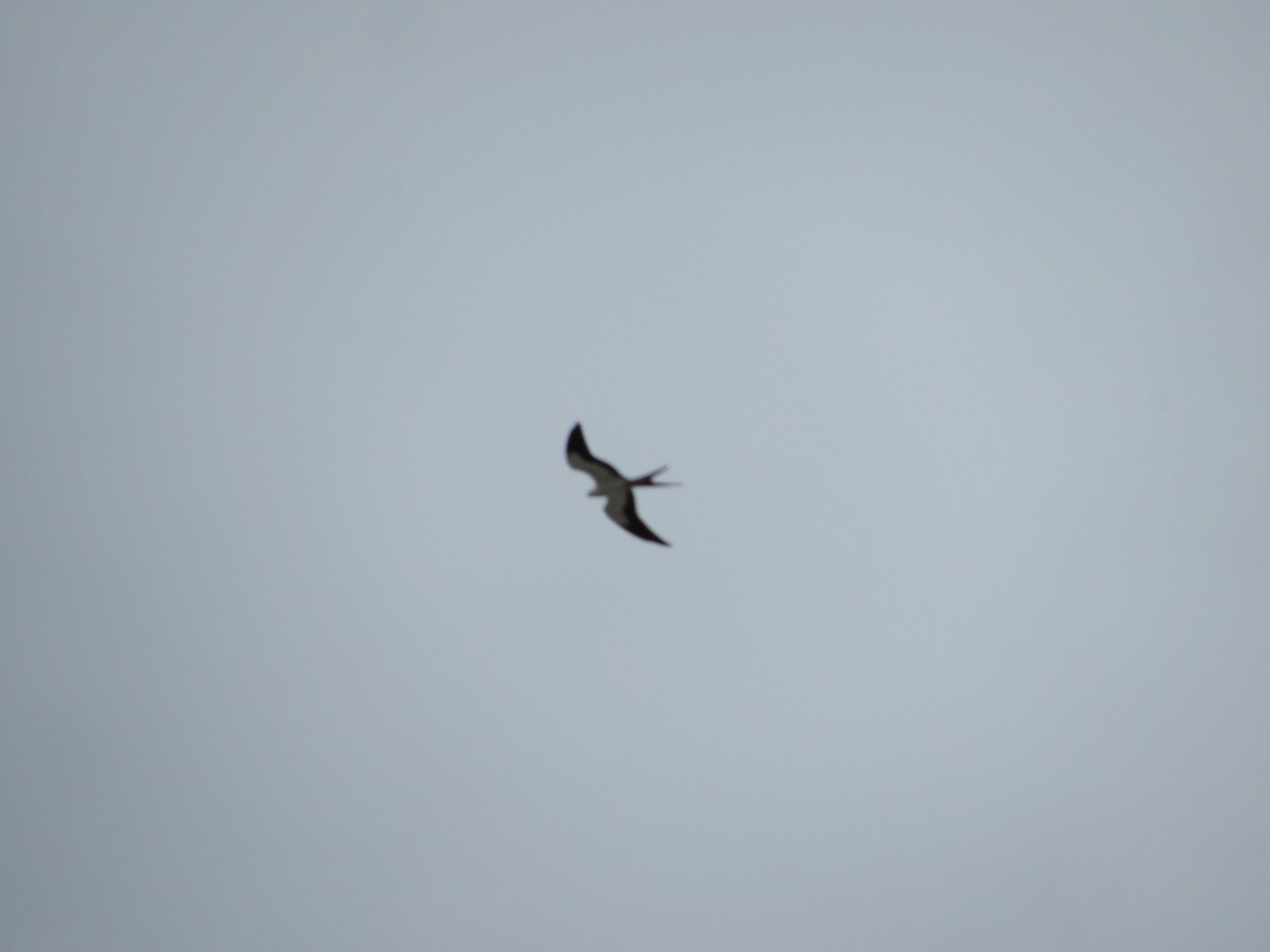 Swallow-tailed Kite - Gabriel Rodríguez-Ovalle