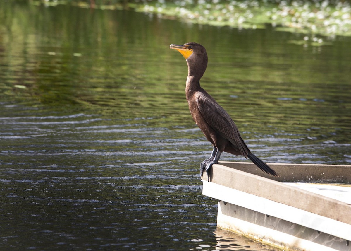 Double-crested Cormorant - Madeleine Ely