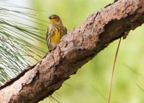 Cape May Warbler - Madeleine Ely