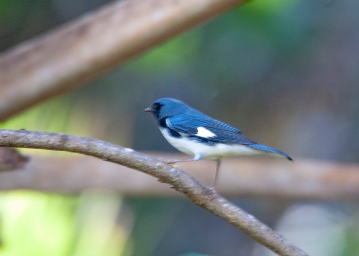 Black-throated Blue Warbler - ML70883911