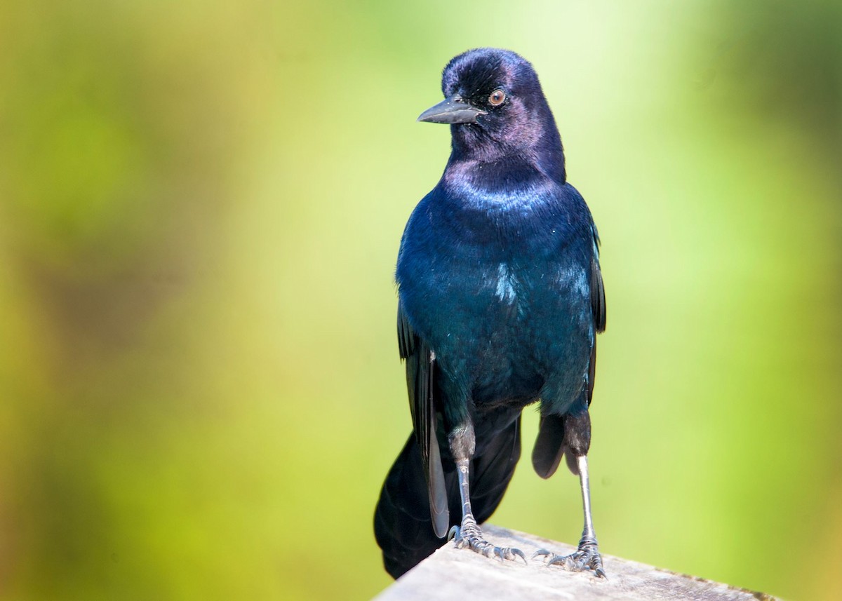 Boat-tailed Grackle - ML70884211