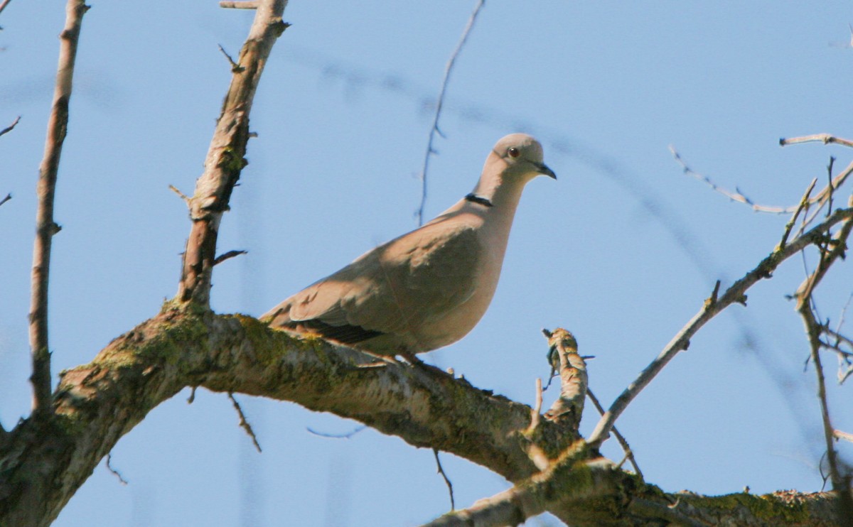 Eurasian Collared-Dove - ML70884561
