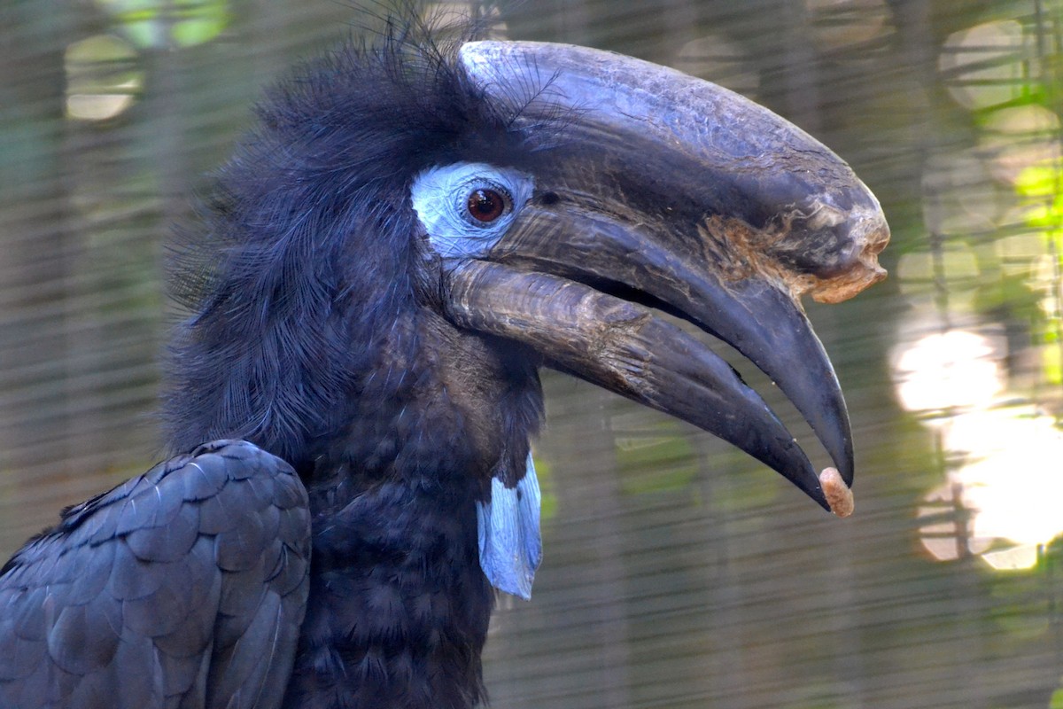 Black-casqued Hornbill - JONATHAN BEILBY