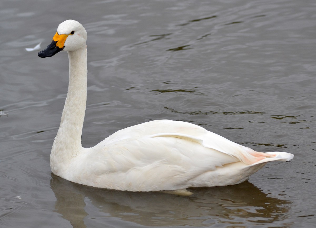 Tundra Swan (Bewick's) - A Emmerson